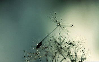 Drops, Macro, Shadow, Dandelion, Seeds, Seed HD wallpaper