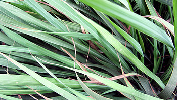 Lemongrass , Nature's beauty, Calming scenes, Tranquil HD wallpaper