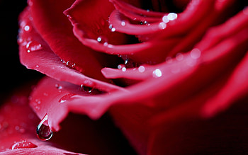 Plants, Flowers, Roses HD wallpaper