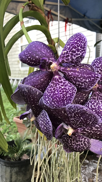 Vanda Orchid, Purple HD phone wallpaper