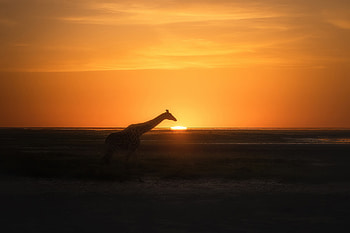 Giraffe Evening Hour, giraffe, animals, sunset, sunrise, silhouette, graphy HD wallpaper