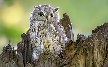 Owls, animal, look, bird, owl HD wallpaper