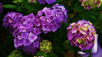 norah, flower, garden, spring, park, melody HD wallpaper