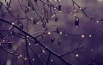 Drops, Macro, Dark, Wood, Tree, Branch HD wallpaper