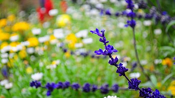 Flowers, Leaves, Plant, Branch HD wallpaper