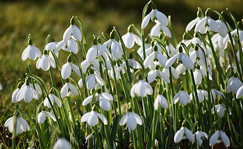 Snowdrops, nature, pretty, flower HD wallpaper