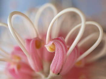 Waxy, abstract, graphy, flower, nature, waxy effect HD wallpaper