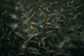 Leaves, Drops, Macro, Wet, Branches, Snail HD wallpaper