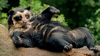 Spectacled Bear, bears, bear, animals HD wallpaper
