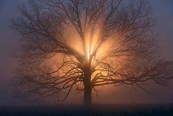 Trees, , Tree, Fog, Lonely Tree, Nature, Sunbeam HD wallpaper