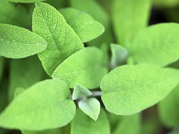 Close-up, Sage (Herb) HD wallpaper