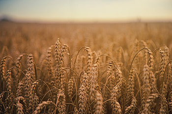 Nature, Field, Ears, Ripe, Spikes HD wallpaper