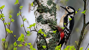 Black Red White Woodpecker Bird Is Standing On Tree Trunk In Blur Background Birds HD wallpaper