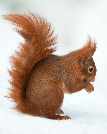Red squirrel wonders, High-definition beauty, Vibrant colors, Nature's delight HD phone wallpaper