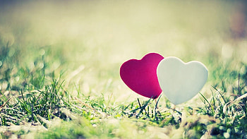 Grass, Love, Macro, Couple, Pair, Heart HD wallpaper