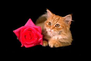 cute kitten, kitten, rose, black, red, furry, cat, friend, curious HD wallpaper