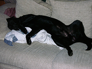 Rex Chillin on couch, labs, pets HD wallpaper