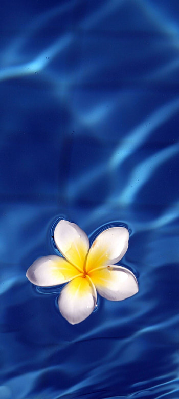 Waterpool, Frangipani Flowers HD phone wallpaper