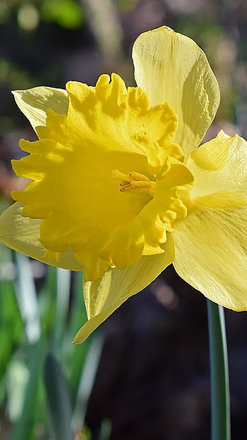 Daffodil, Yellow HD phone wallpaper