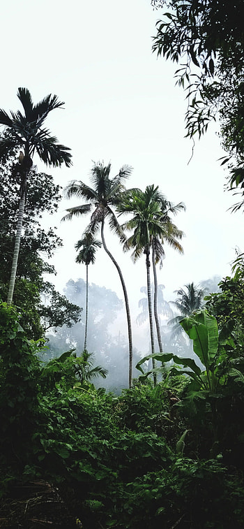Captivating jungle for , Nature's allure in your palm, Scenic beauty, Celestial tranquility HD phone wallpaper