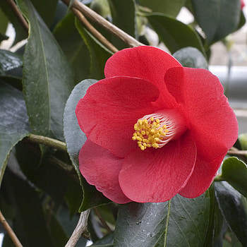 Wikimedia commons, Commons, Wikimedia, Wikimedia HD phone wallpaper