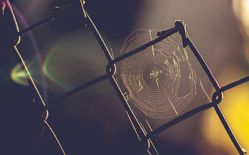 Web, Macro, Grid, Fence, Rust HD wallpaper