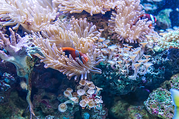 Coral, underwater, fish, aquatic life HD wallpaper