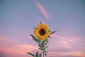Sunflower Minimal , sunflower, flowers, graphy HD wallpaper