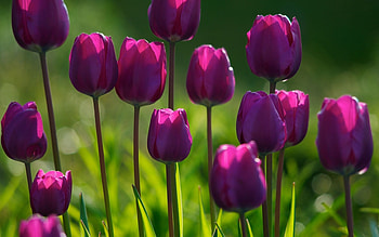 Spring Screensavers HD wallpaper