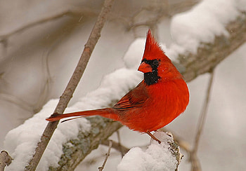 CARDINAL, BRANCHES, FEATHERS, WINGS, SNOW HD wallpaper