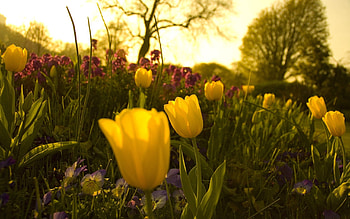 Flowers, Pansies, Tulips, Greens, Flower Bed, Flowerbed, Evening, Garden HD wallpaper