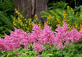 flowers in the forest, pink, flowers, spring, forest HD wallpaper