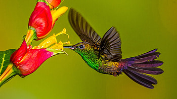 Hummingbird, Animal, Bird, Flower, Birds HD wallpaper