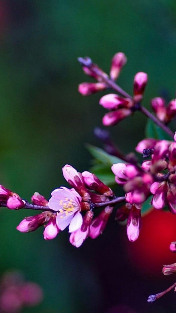 May Background, , Floral Background, h d HD phone wallpaper
