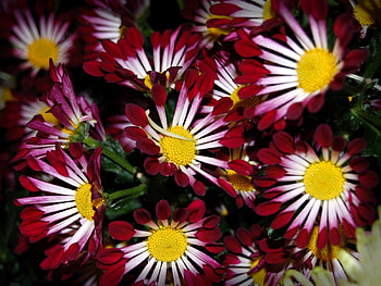 Plants, Flowers, Background HD wallpaper