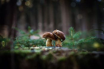 Mushroom forest backgrounds, top HD wallpaper
