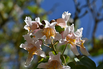 Catalpa fargesii, Cambridge Botanic Garden HD wallpaper