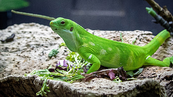 Green Gecko Lizard Reptile On Rock In Blur Background Lizard HD wallpaper