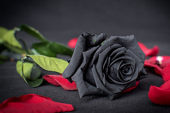 rose, abstract, graphy, flower HD wallpaper