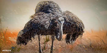 Ostrich bird , background, Eyecandy for xfce, Wildlife graphy HD wallpaper