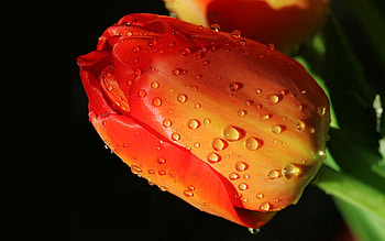 Drops, Flower, Macro, Bud, Tulip HD wallpaper