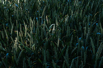 Nature, Grass, Ears, Polyana, Glade, Spikes HD wallpaper
