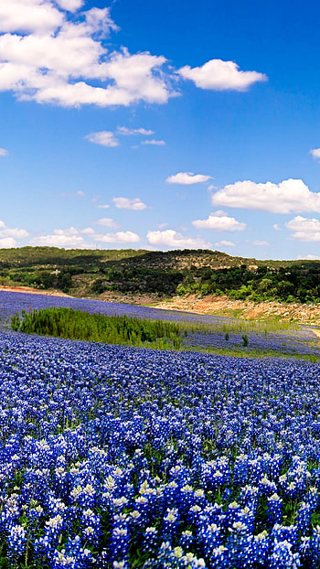 Bluebonnet, Muleshoe Bend, Texas, Windows 10 spotlight, Vibrant fields HD phone wallpaper