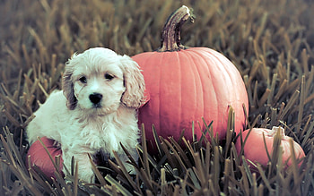 Animals, Grass, Pumpkin, Dog, Puppy HD wallpaper