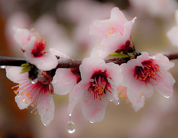 Pink Flowers, pink, flores, nature, flowers, natureza HD wallpaper