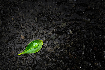Stones, Macro, Close-Up, Sheet, Leaf, Drop HD wallpaper