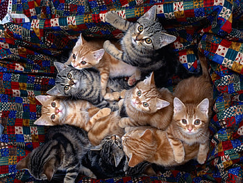 Animals, Sit, Lot, Kittens HD wallpaper