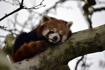 Animals, Wood, Tree, Branch, Animal, Nice, Sweetheart, Little Panda, Small Panda HD wallpaper