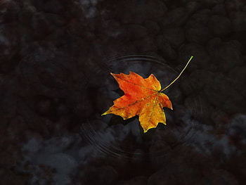 Leaf, Rainbow HD wallpaper