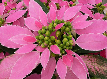 Flowers, Pink, Flower, Close-Up, Poinsettia HD wallpaper